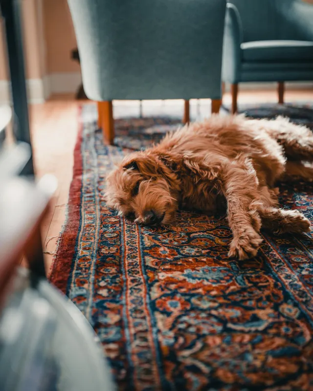 Profressional Area rug cleaning