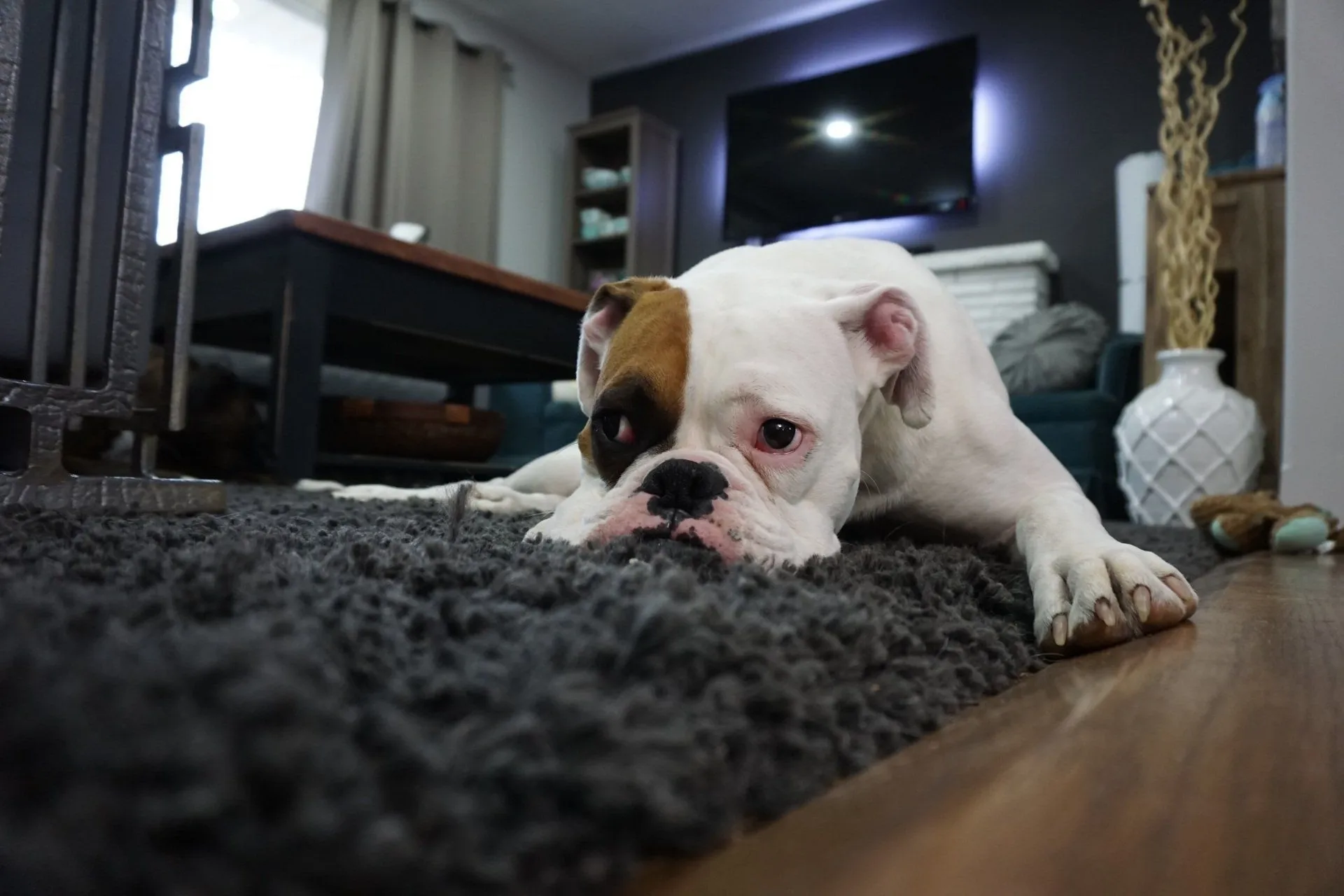 Carpet Cleaning service