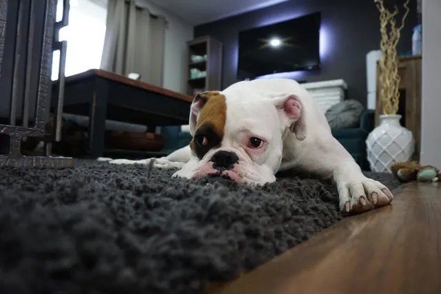 Carpet Cleaning service